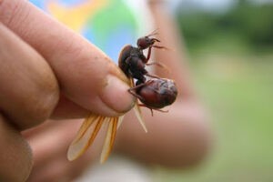 Alumnos de posgrado de la UV estudian propiedades de la hormiga chicatana