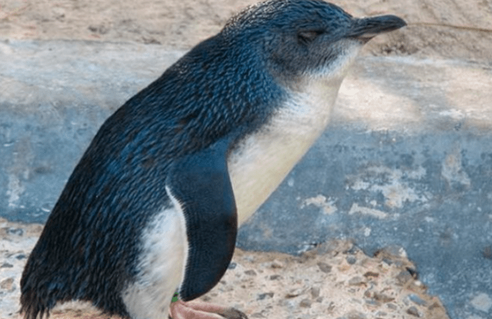 Encuentran peculiar cráneo de diminuto pingüino que vivió hace 6 a 9 millones de años
