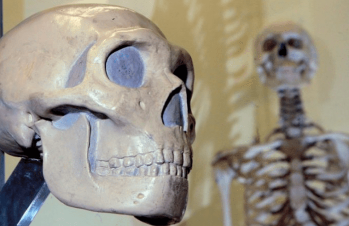 Los parientes evolutivos humanos se masacraban unos a otros hace 1.45 millones de años