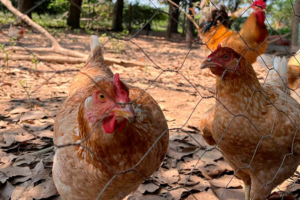 Detectan influenza aviar AH5N2 en granja familiar de Huetamo, Michoacán
