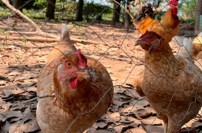 Detectan influenza aviar AH5N2 en granja familiar de Huetamo, Michoacán