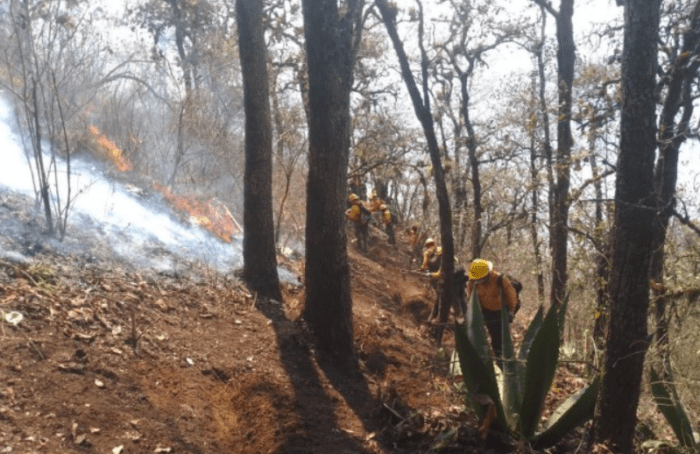 Incendios forestales dejan afectaciones en 16 familias y 10 viviendas en 2 municipios