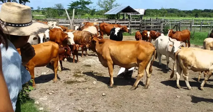 Veracruz está en riesgo de perder el estatus de exportación de ganado