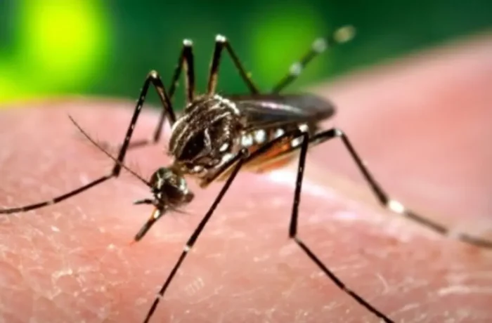 OMS pide acelerar la lucha global para eliminar la malaria antes de 2030