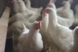 Hay que vigilar de cerca la transmisión de la gripe aviar H5N1 a humanos: OMS
