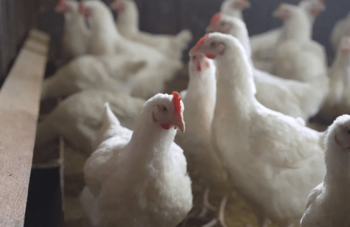 Hay que vigilar de cerca la transmisión de la gripe aviar H5N1 a humanos: OMS