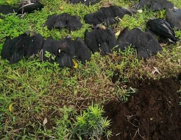 Denuncian ecocidio en Ayahualulco, Veracruz